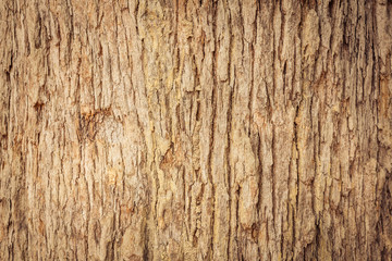 Wood Tree Texture Background Pattern