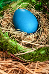 Colored Easter egg in a nest