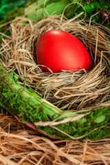 Easter egg  in a nest