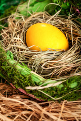 Easter egg  in a nest