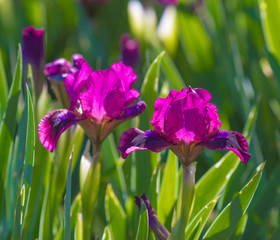 iris flowers