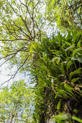 Fresh green fern leaves