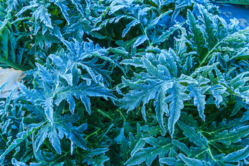 Leaf vegetables in the winter morning at Doi Ang Khang, Thailand