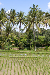 Fototapeta na wymiar Green rice fields on Bali island, Indonesia