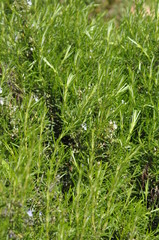 Blooming rosemary bush growing wild in a meadow in Spain