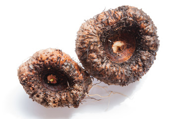 Elephant yam, Stanley s water-tub, Konjac