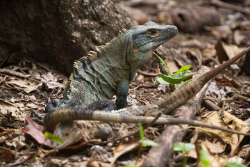 iguane vert dans la nature - Costa Rica