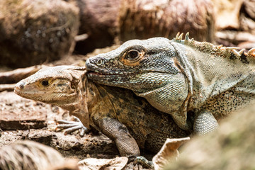 accouplement d'iguane dans la nature - Costa Rica