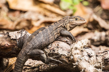 iguane - costa rica