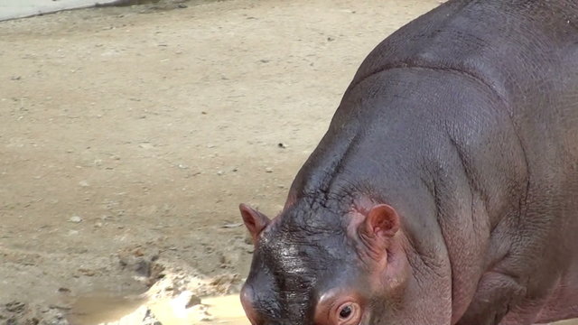 Baby hippo eating and walking