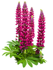 lupine
