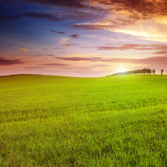 Obraz na płótnie Canvas Beautiful sunset on spring field