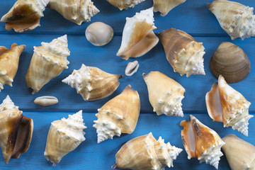 Obraz na płótnie Canvas seashells background