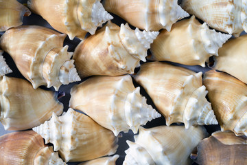 seashells background