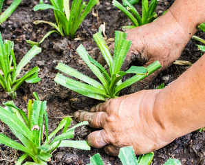 Blade coriander planting