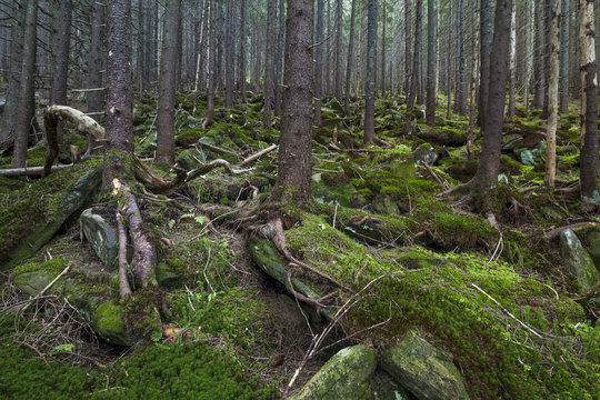 Mysterious beautiful pinewood forest with mossy stones © Anton Petrus