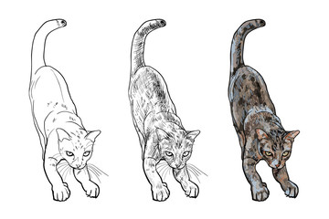 Adorable cute cat stretching body