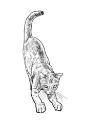 Adorable cute cat stretching body