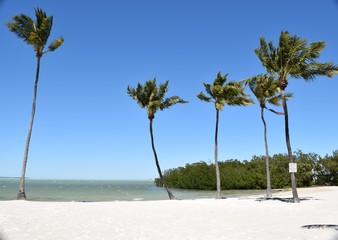 Palm Trees