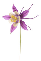 columbine