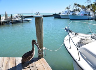 Pelican and Boats