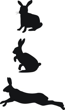 bunny,rabbit