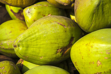 the fruit of the coconut palm