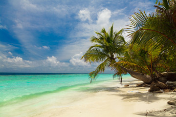 Palm tree on the shore of the Maldives
