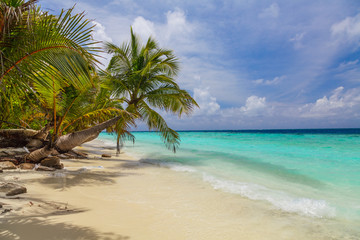 Fototapeta na wymiar Palm tree on the shore of the Maldives