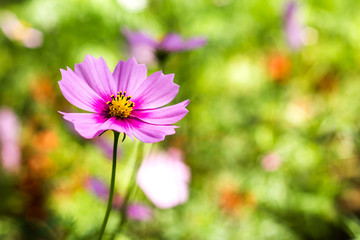 Obraz premium Cosmos flower in garden