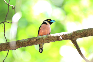 Black-and-yellow Broadbill (Eurylaimus ochromalus) in Malaysia