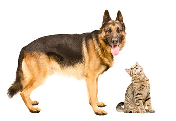German Shepherd and a curious cat Scottish Straight