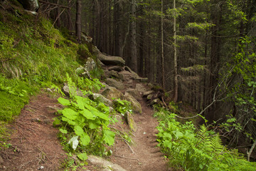 Beautiful mysterious forest with large mossy stones