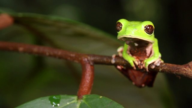 Tarsier Monkey Frog (Phyllomedusa tarsius)