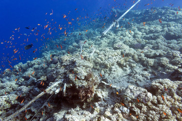 Naklejka na ściany i meble coral reef destroyed by the mooring line