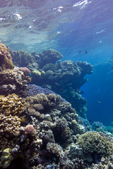 coral reef with great hard corals in tropical sea