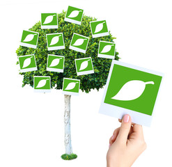 Big green tree with photo cards on it isolated on white