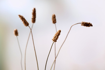 Dried wildflowers on light background