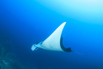 Manta Ray