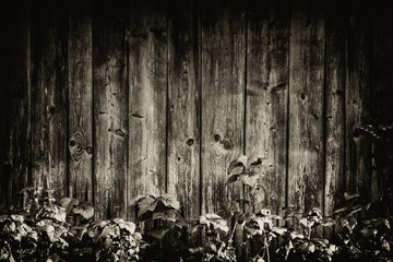 piece of wooden wall in the yard as a natural sepia background