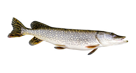 Northern Pike isolated