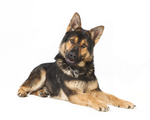 Schaeferhund freigestellt