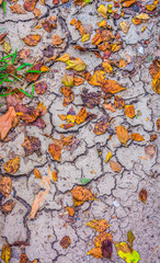 Fototapeta na wymiar dry brown leaf on the cracked earth, Drought land