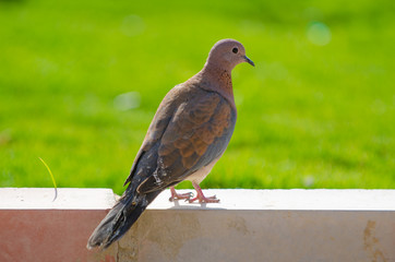 Bird in the oasis of Egypt
