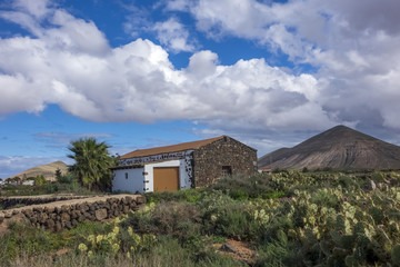 Fototapeta na wymiar Cacti and Mountain view Fuerteventura Canary Islands Spain