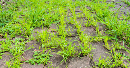 grass and sidewalk