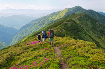 group of tourists walking flowers field in mountain