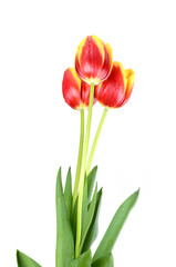 The red-yellow tulip with drops of water on the white background