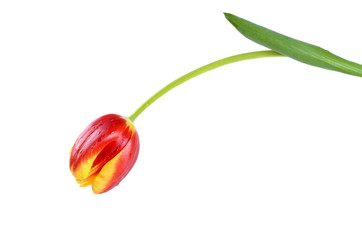 The red-yellow tulip with drops of water on the white background