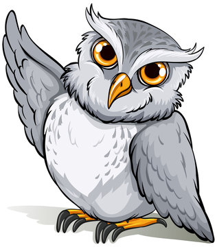 A wise owl idiom